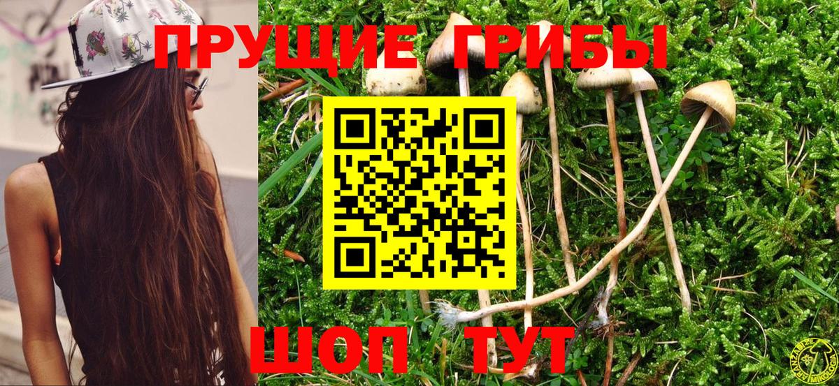 Псилоцибиновые грибы Psilocybe Родники